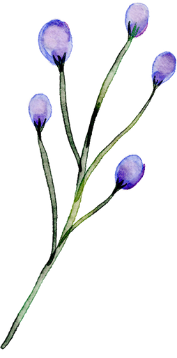 Watercolor Flowers Illustration